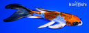 5.75" GINRIN KUAJKU BUTTERFLY