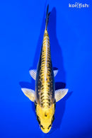 6.75" KIN KIKOKURYU
