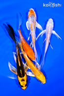 PACK OF (5) 4-5" STANDARD KOI