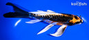 7" ARAGOKE BENI KIKOKURYU BUTTERFLY