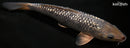 9.25" GINRIN METALLIC OCHIBA SHIGURE