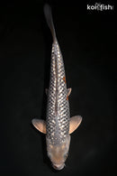 9.25" GINRIN METALLIC OCHIBA SHIGURE
