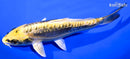 6.75" KIN KIKOKURYU