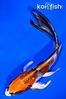 5.75" GINRIN KUAJKU BUTTERFLY
