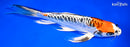 9.75" BENI KIKOKURYU BUTTERFLY