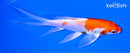 5.5" HARIWAKE BUTTERFLY