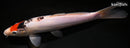 9.25" DOITSU GOSHIKI