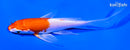 5.5" HARIWAKE BUTTERFLY