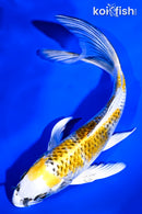 7.5" KUJAKU BUTTERFLY