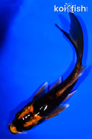 5.25" DOITSU KABUTO BUTTERFLY