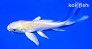 5.25" YAMABUKI OGON BUTTERFLY