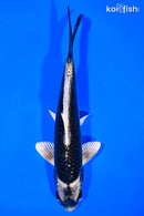 6.75" MATSUBA