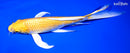 10.5" YAMABUKI OGON BUTTERFLY