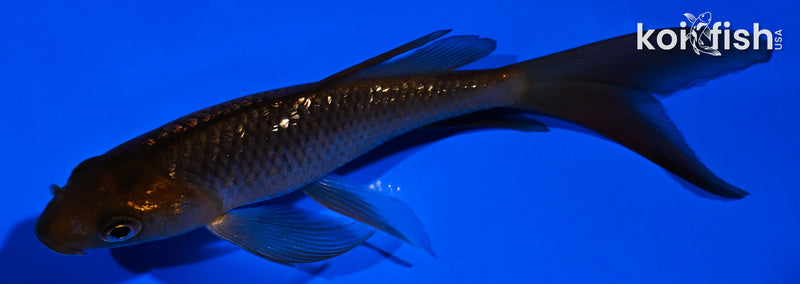 4.25" GINRIN CHAGOI BUTTERFLY