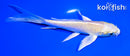 5.25" YAMABUKI OGON BUTTERFLY