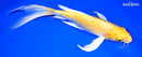 10.5" YAMABUKI OGON BUTTERFLY