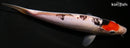 9.25" DOITSU GOSHIKI
