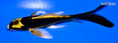 5.25" KIN KI MATSUBA BUTTERFLY