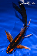5.75" KIN ORENJI MATSUBA BUTTERFLY