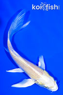 5.25" YAMABUKI OGON BUTTERFLY