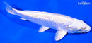 6.5" GINRIN PLATINUM OGON
