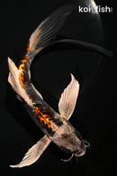 8" BENI KIKOKURYU BUTTERFLY
