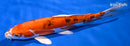 11" HEISEI NISHIKI
