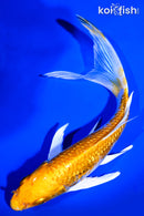 7.5" GINRIN HARIWAKE BUTTERFLY