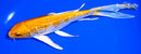 7.5" GINRIN HARIWAKE BUTTERFLY