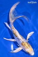 10.75" KIN KIKOKURYU BUTTERFLY