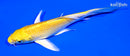 5.25" YAMABUKI OGON BUTTERFLY