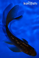 4.25" GINRIN CHAGOI BUTTERFLY