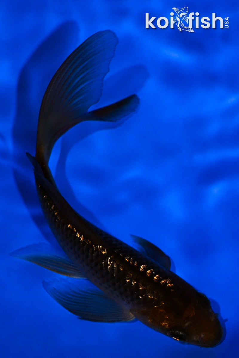 4.25" GINRIN CHAGOI BUTTERFLY