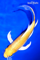 10.5" YAMABUKI OGON BUTTERFLY
