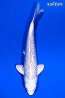 6.5" GINRIN PLATINUM OGON
