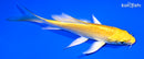 5.25" YAMABUKI OGON BUTTERFLY