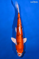 11" HEISEI NISHIKI