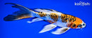 8.5" ARAGOKE BENI KIKOKURYU BUTTERFLY