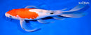 10.5" SANKE BUTTERFLY