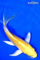 5.25" YAMABUKI OGON BUTTERFLY