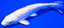 6.5" GINRIN PLATINUM OGON