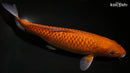 10.25" OCHIBA SHIGURE