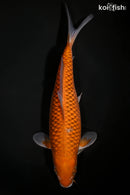 10.25" OCHIBA SHIGURE