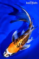 8.5" ARAGOKE BENI KIKOKURYU BUTTERFLY