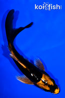 5" KABUTO BUTTERFLY