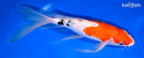 10.5" SANKE BUTTERFLY