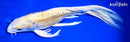 10" YAMABUKI OGON BUTTERFLY