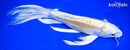 10" YAMABUKI OGON BUTTERFLY