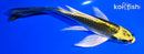 6.25" KI MATSUBA BUTTERFLY