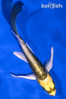 5.5" KIN KIKOKURYU BUTTERFLY